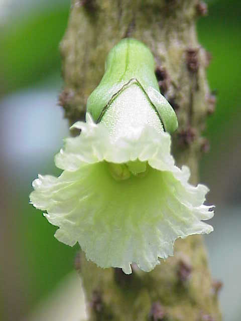 Họ chùm ớt,họ Đinh,họ Núc nác,họ Quao,Bignoniaceae