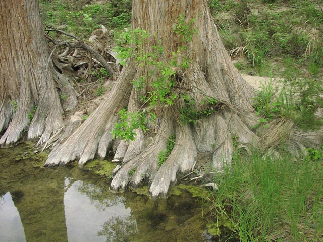 Cây bụt mọc,bụt mọc,Taxodium,Taxodium distichum,Taxodium ascendens,Taxodium mucronatum,bụt mọc ao,bụt mọc Montezuma
