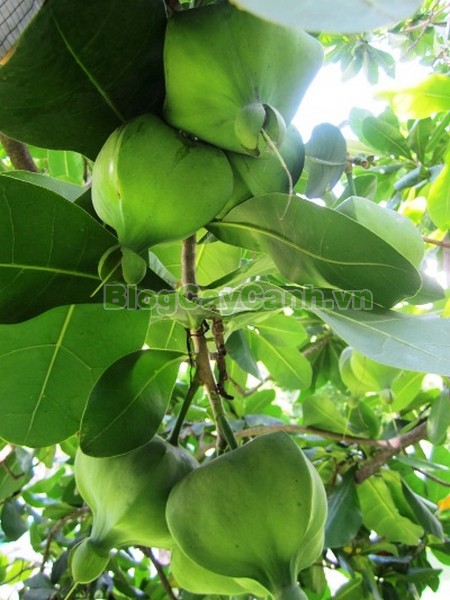 Cây Bàng Vuông,cây bàng vuông,Lecythidales, họ lộc vừng, họ Lecythidaceae, Mammea asiatica L., cây bàng trường sa, cay bang vuong, cây bàng bí, Barringtonia asiatica (L.) Kurz, cây chiếc bàng,