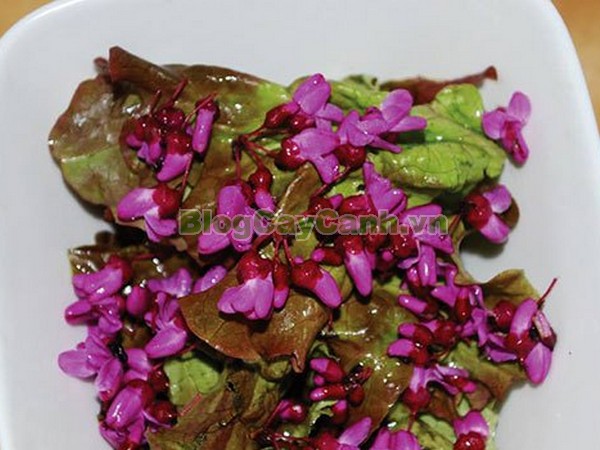 Cây Hoa Hạnh Phúc,cây hoa hạnh phúc, hình ảnh cây hoa hạnh phúc, cây hoa hạnh phúc đẹp, công dụng cây hoa hạnh phúc, cay hoa hanh phuc, cây hạnh phúc,