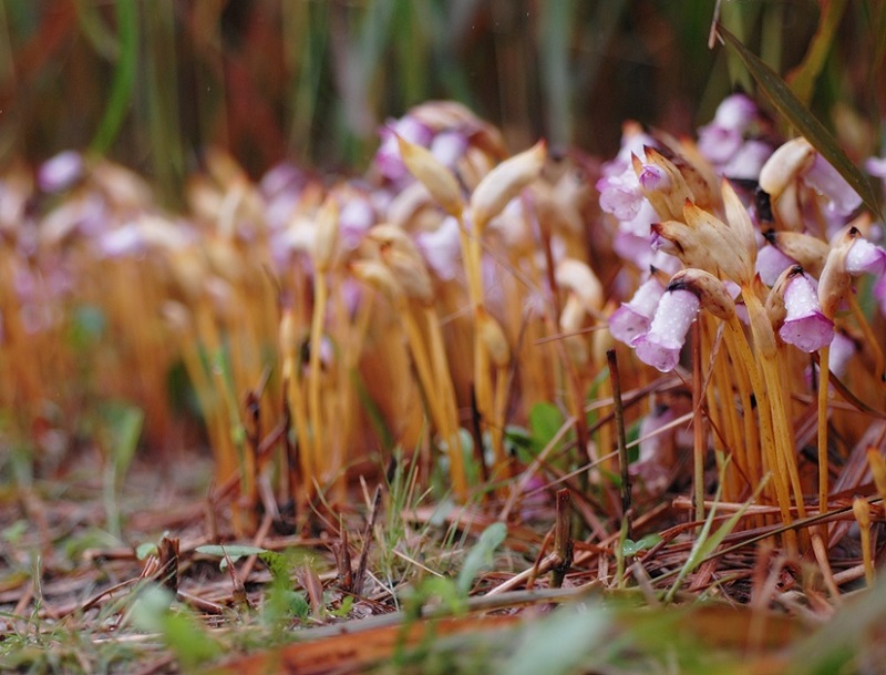 lệ dương,cây tai đất ấn,cây tai đất,cây dã cô,dã cô,họ lệ dương,họ cỏ chổi,Orobanchaceae,tác dụng của cây tài đất