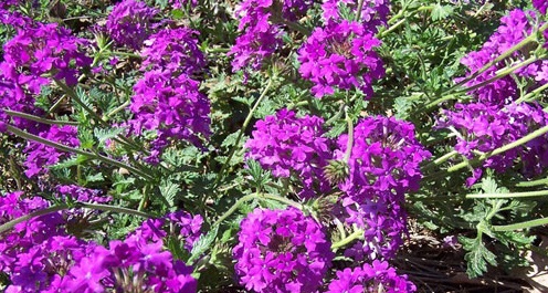 Hoa vân anh,hoa đẹp,ý nghĩa hoa vân anh