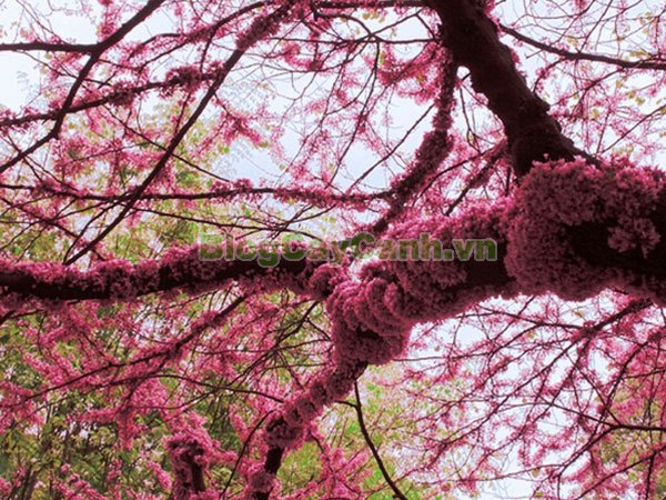 Cây Hoa Hạnh Phúc,cây hoa hạnh phúc, hình ảnh cây hoa hạnh phúc, cây hoa hạnh phúc đẹp, công dụng cây hoa hạnh phúc, cay hoa hanh phuc, cây hạnh phúc,