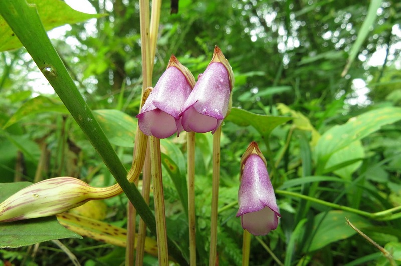 lệ dương,cây tai đất ấn,cây tai đất,cây dã cô,dã cô,họ lệ dương,họ cỏ chổi,Orobanchaceae,tác dụng của cây tài đất