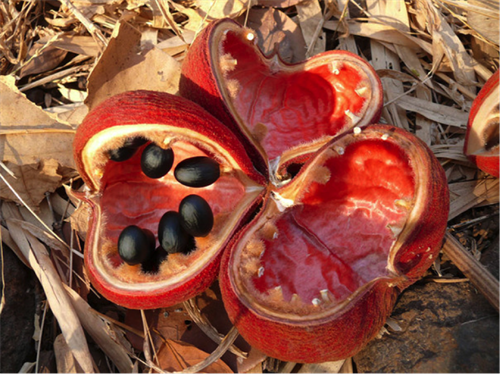 Cây trôm,trôm,mủ trôm,nhựa trôm,Sterculia foetida,tác dụng của mủ trôm