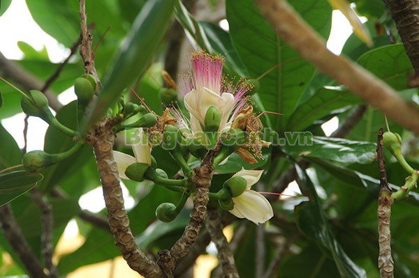 Cây Bàng Vuông,cây bàng vuông,Lecythidales, họ lộc vừng, họ Lecythidaceae, Mammea asiatica L., cây bàng trường sa, cay bang vuong, cây bàng bí, Barringtonia asiatica (L.) Kurz, cây chiếc bàng,