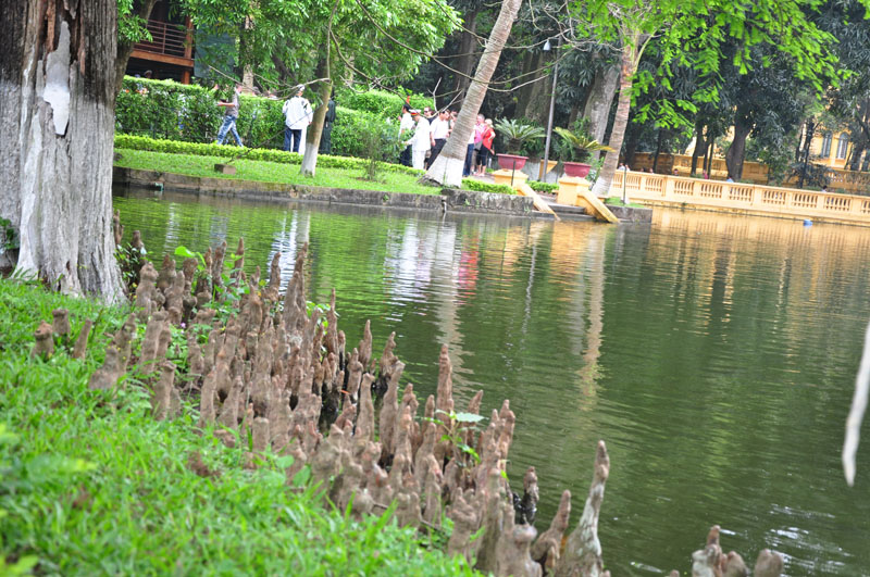 Cây bụt mọc,bụt mọc,Taxodium,Taxodium distichum,Taxodium ascendens,Taxodium mucronatum,bụt mọc ao,bụt mọc Montezuma