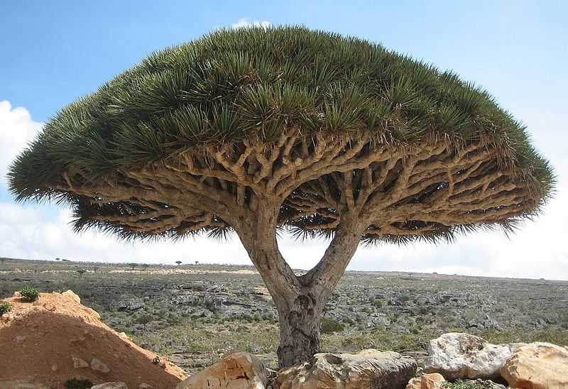 Cây máu rồng,máu rồng,cây Long Huyết,Dracaena Cinnabari,Dragon Blood Tree