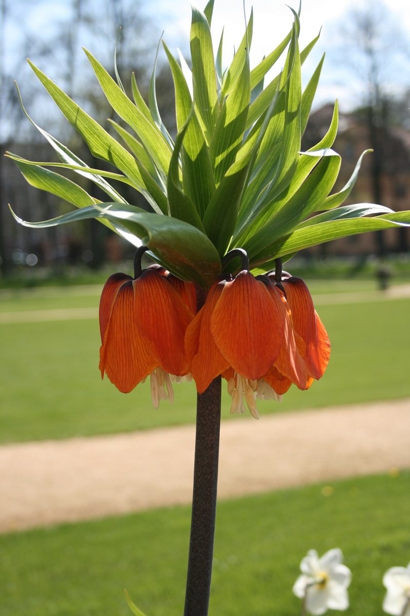 Hoa vương miện,hoa vương miện hoàng đế,Crown Imperial,Fritillaria Imperialis,Fritillaria,Liliaceae,họ hoa Lily