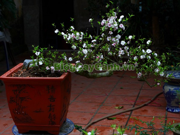 Cây Nhất Chi Mai (Cây Mai Trắng),cây nhất chi mai, họ hoa hồng, Prunus mume Sieb. & Zucc,cây bạch mai, cây hàn mai, cây lưỡng nhị mai, cây nhị độ mai, cây mai trắng, hình ảnh cây nhất chi mai, cây nhất chi mai chữa bệnh, cây nhất chi mai chơi tết, cây mai trắng,