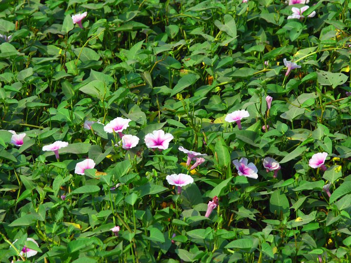 Rau muống,Ipomoea aquatica,họ bìm bìm,Convolvulaceae,cây thủy sinh,tác dụng của rau muống,trường hợp không ăn rau muống,bài thuốc từ rau muống