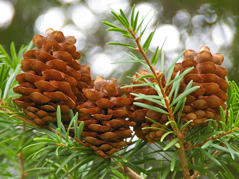 Du sam,du sam đá vôi,ngô tùng,thông dầu,tô hạp đá vôi,mạy kinh,keteleeria davidiana