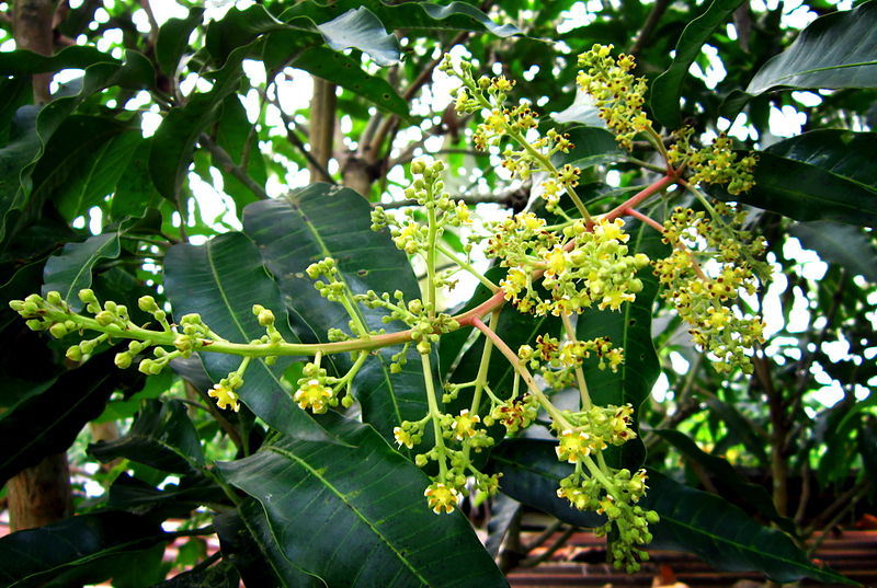 Cây xoài,quả xoài,mango,Mangifera