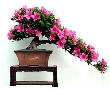 hoa đỗ quyên,Cây đỗ quyên,Cây đỗ quyên bonsai,đỗ quyên bonsai