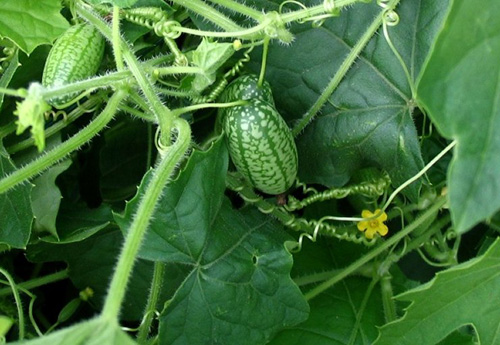 Dưa hấu tí hon,dưa hấu,dưa hấu nhỏ mexico,dưa hấu chuột,dưa chuột chua Mexico,Melothria scabra,Cucamelon,Pepquino,cây leo làm cảnh,cây leo ăn quả