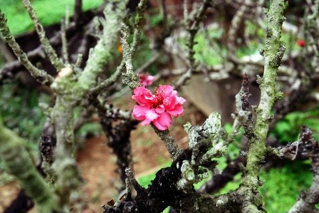 Đào thất thốn