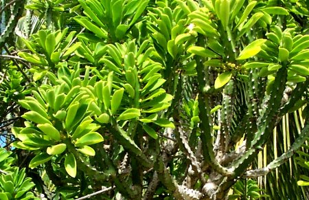 Xương rồng ngọc lân