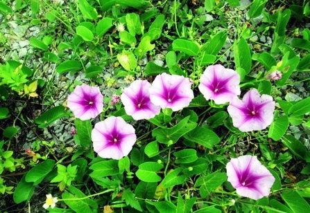 Rau muống,Ipomoea aquatica,họ bìm bìm,Convolvulaceae,cây thủy sinh,tác dụng của rau muống,trường hợp không ăn rau muống,bài thuốc từ rau muống