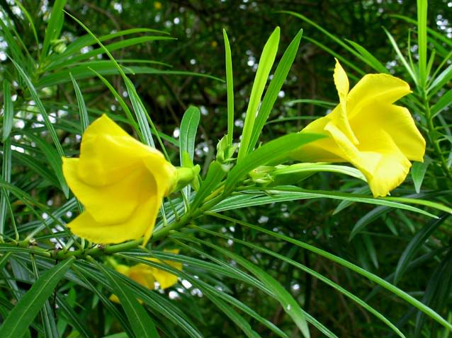 Thông thiên,huỳnh liên,trúc đào hoa vàng,hoàng hoa giáp trúc đào,Thevetia peruviana,Cascabela thevetia,họ trúc đào,trúc đào