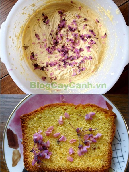 Cây Hoa Hạnh Phúc,cây hoa hạnh phúc, hình ảnh cây hoa hạnh phúc, cây hoa hạnh phúc đẹp, công dụng cây hoa hạnh phúc, cay hoa hanh phuc, cây hạnh phúc,