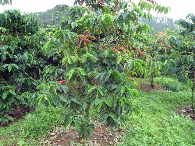 Cà phê,cây cà phê,coffee,cafe,họ thiến thảo,Rubiaceae,cà phê chè,Coffea arabica,cà phê vối,Coffea canephora,Coffea robusta,cà phê mít,Coffea liberica,Coffea excelsa,các loại cà phê,cà phê chồn