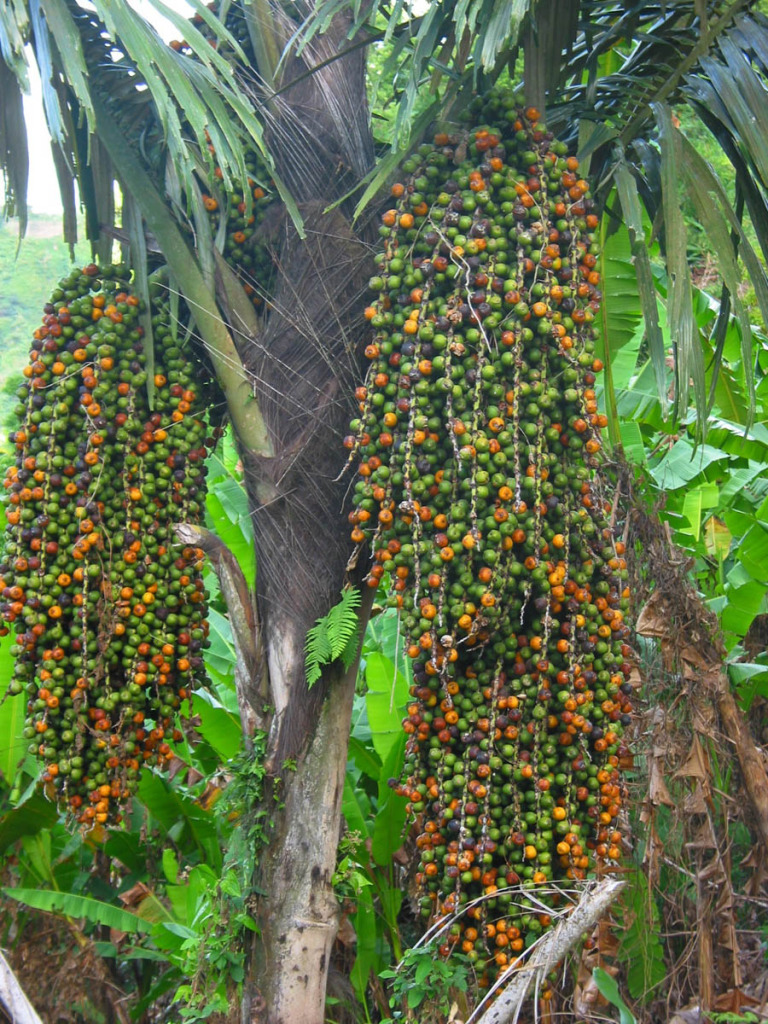 Cây đủng đỉnh
