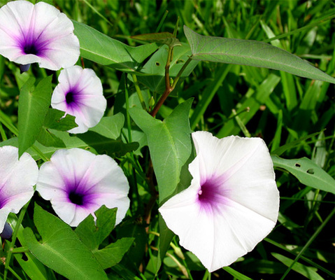 Rau muống,Ipomoea aquatica,họ bìm bìm,Convolvulaceae,cây thủy sinh,tác dụng của rau muống,trường hợp không ăn rau muống,bài thuốc từ rau muống