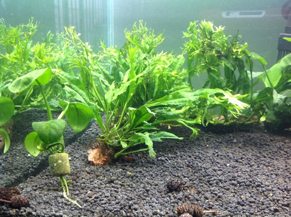 Dương xỉ sừng hươu,cây thủy sinh,cây dương xỉ,microsorum pteropus windelov