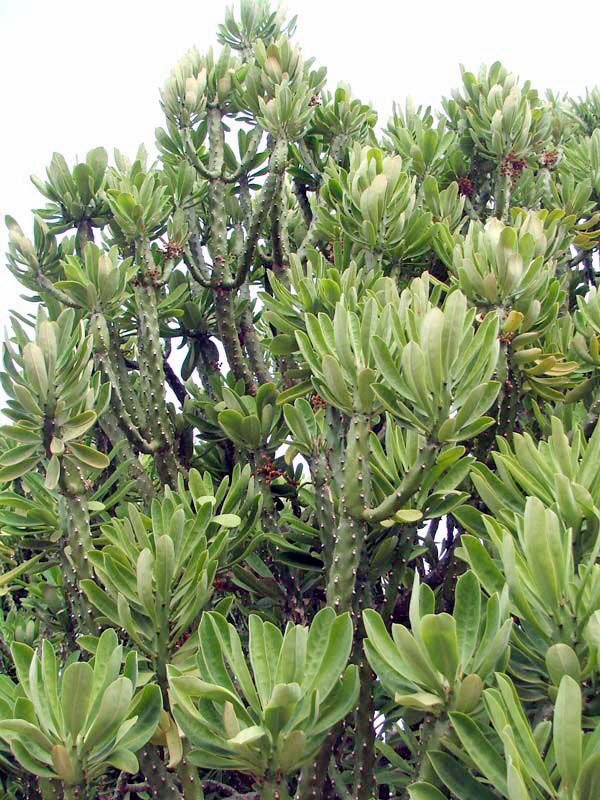 Xương rồng ngọc lân