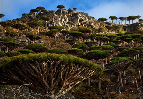 Cây máu rồng,máu rồng,cây Long Huyết,Dracaena Cinnabari,Dragon Blood Tree