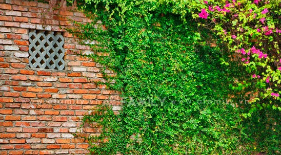 Thằn lằn bò tạo sự lãng mạn cho ngôi nhà của bạn