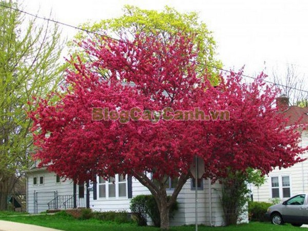 Cây Hoa Hạnh Phúc,cây hoa hạnh phúc, hình ảnh cây hoa hạnh phúc, cây hoa hạnh phúc đẹp, công dụng cây hoa hạnh phúc, cay hoa hanh phuc, cây hạnh phúc,