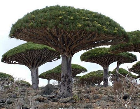 Cây máu rồng,máu rồng,cây Long Huyết,Dracaena Cinnabari,Dragon Blood Tree