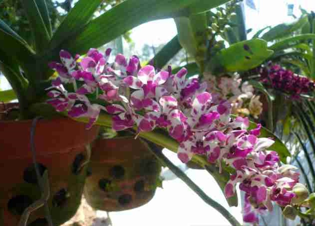 Hương Ngọc điểm ( đuôi chồn) luôn làm ta ngất ngây mỗi độ Xuân về