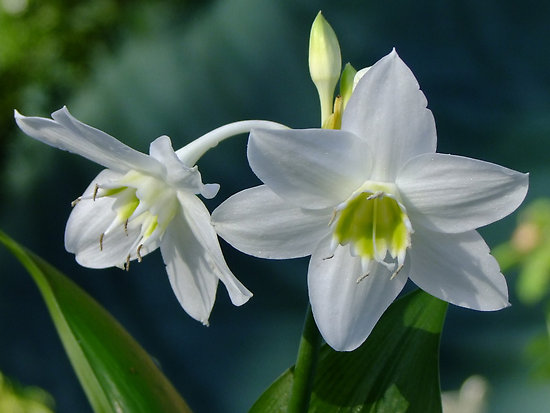 Hoa ngọc trâm,ngọc trâm,Amazon Lily,cây hoa đẹp