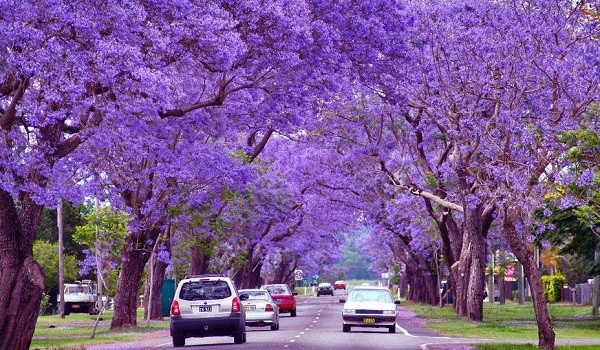 Đường hoa phượng tím ở Nam Phi