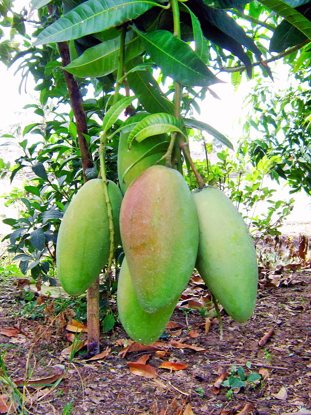 Cây xoài,quả xoài,mango,Mangifera