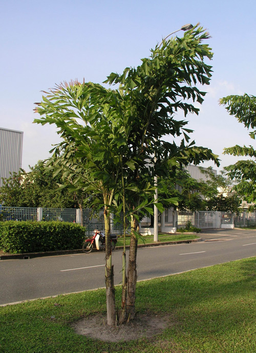 Cây đủng đỉnh