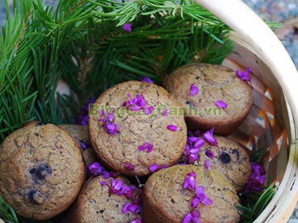 Cây Hoa Hạnh Phúc,cây hoa hạnh phúc, hình ảnh cây hoa hạnh phúc, cây hoa hạnh phúc đẹp, công dụng cây hoa hạnh phúc, cay hoa hanh phuc, cây hạnh phúc,