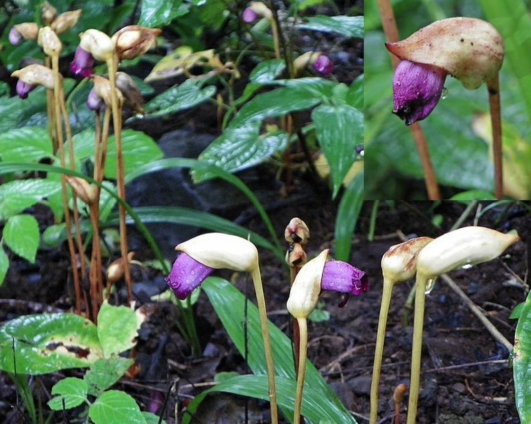 lệ dương,cây tai đất ấn,cây tai đất,cây dã cô,dã cô,họ lệ dương,họ cỏ chổi,Orobanchaceae,tác dụng của cây tài đất