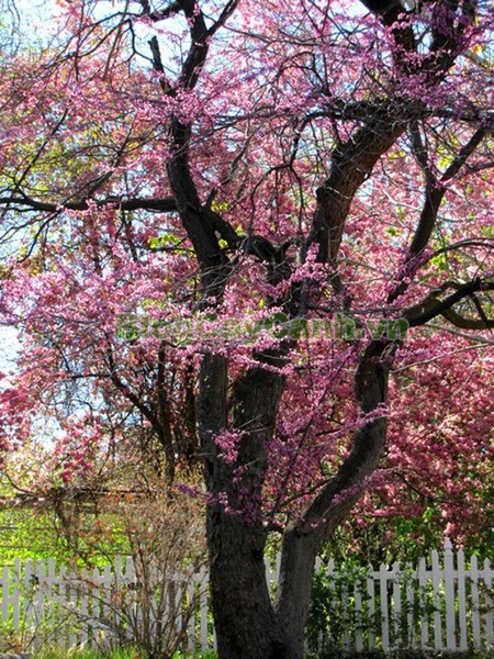 Cây Hoa Hạnh Phúc,cây hoa hạnh phúc, hình ảnh cây hoa hạnh phúc, cây hoa hạnh phúc đẹp, công dụng cây hoa hạnh phúc, cay hoa hanh phuc, cây hạnh phúc,