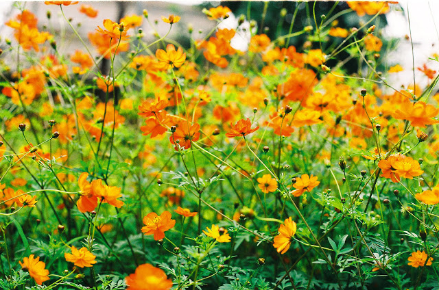 hoa cúc sao nháy,hoa cúc,hoa bướm,hoa cánh bướm,hoa chuồn chuồn,hoa Cosmos,Cosmos,cây hoa cảnh,sinh vật cảnh,Cosmos bipinnatus