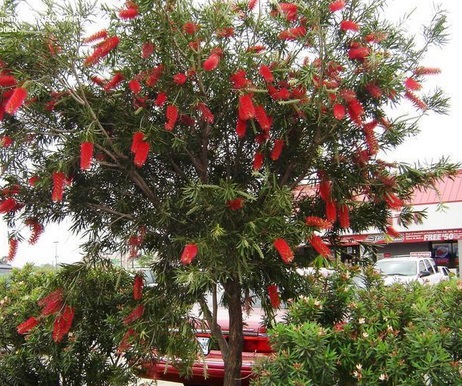tràm bông đỏ,tram bong do,tràm liễu,tram lieu,liễu hoa đỏ,lieu hoa do,cây liễu,Callistemon citrinus,họ Trâm,Myrtaceae