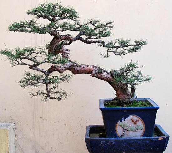 Cây Phi Lao bonsai