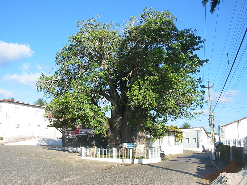 Bao báp,cây bao báp,họ gạo,boab,Bombacaceae,cây lớn nhất thế giới,bao báp châu Phi,Bao báp Madagasca,Bao báp Grandidier,Bao báp Perrier,Bao báp Suarez,Bao báp Za,Adansonia digitata,Adansonia grandidieri,Adansonia gregorii,Adansonia madagascariensis,Adansonia perrieri,Adansonia rubrostipa,Adansonia suarezensis,Adansonia za
