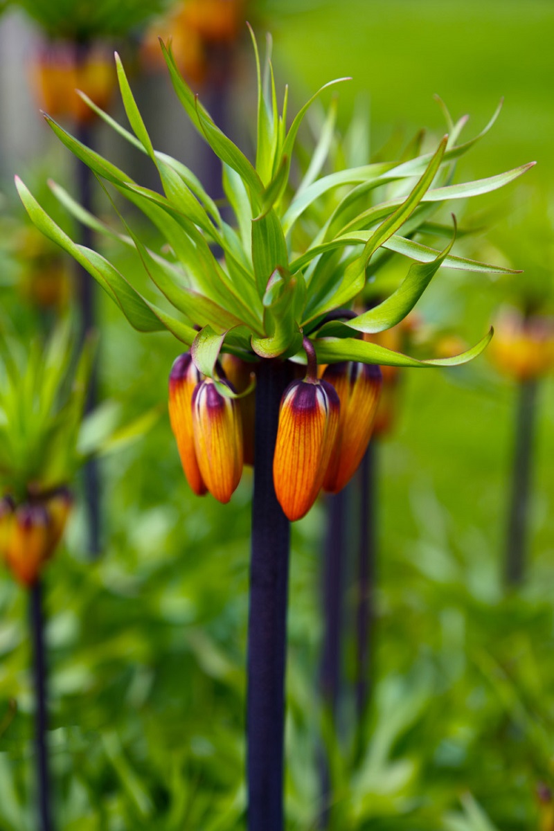 Hoa vương miện,hoa vương miện hoàng đế,Crown Imperial,Fritillaria Imperialis,Fritillaria,Liliaceae,họ hoa Lily