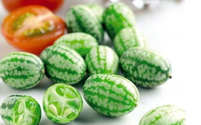 Dưa hấu tí hon,dưa hấu,dưa hấu nhỏ mexico,dưa hấu chuột,dưa chuột chua Mexico,Melothria scabra,Cucamelon,Pepquino,cây leo làm cảnh,cây leo ăn quả