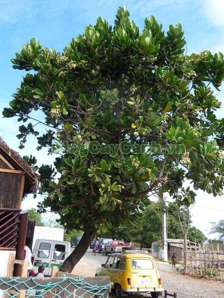 Cây Bàng Vuông,cây bàng vuông,Lecythidales, họ lộc vừng, họ Lecythidaceae, Mammea asiatica L., cây bàng trường sa, cay bang vuong, cây bàng bí, Barringtonia asiatica (L.) Kurz, cây chiếc bàng,