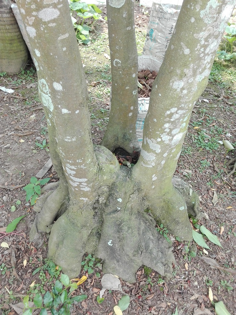 bán cây khế cổ thụ,bán cây khế Phúc Lộc Thọ,bán cây khế,cây khế đẹp,bán cây khế đẹp,mua bán cây cảnh,hoa cảnh,sinh vật cảnh,hòn non bộ,Toàn quốc