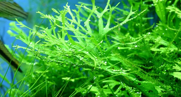 Dương xỉ sừng hươu,cây thủy sinh,cây dương xỉ,microsorum pteropus windelov